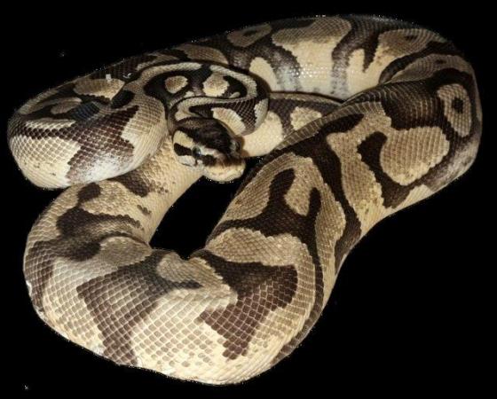 Image 2 of Cb17 enchi pastel 100% het pied/ghost male