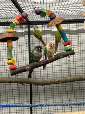Image 4 of Amazing colourful chirping conures available