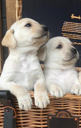 Image 6 of Working bred labrador puppies