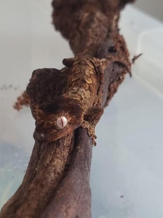 Image 3 of High red Baby Chahoua gecko