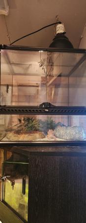 Image 4 of Leopard gecko and exo terra tank and equipment