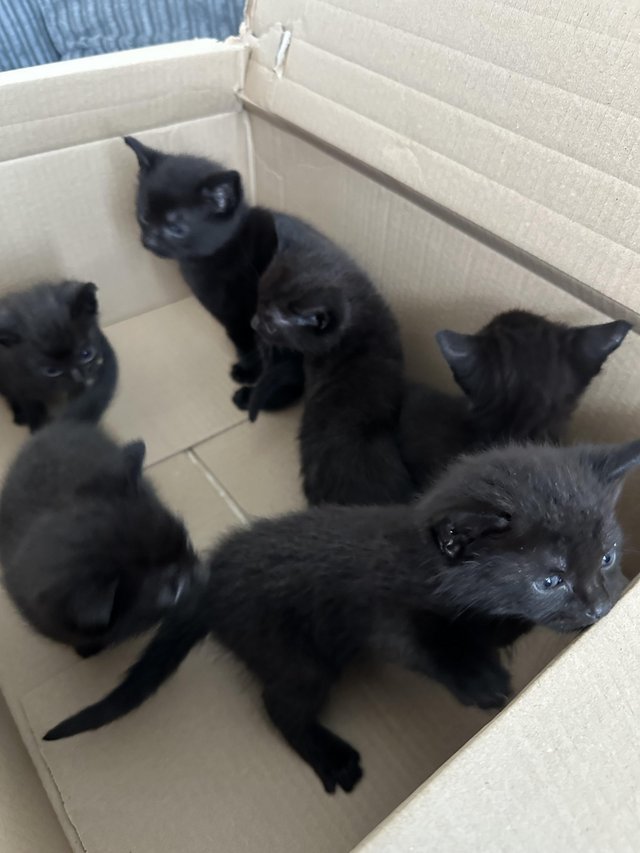 Preview of the first image of 5 stunning MALE Kittens.