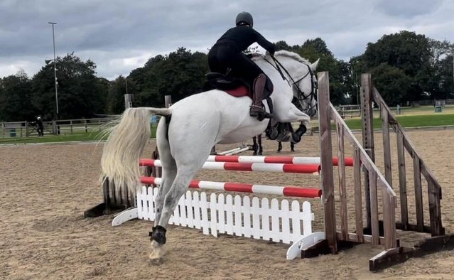 Image 1 of Jack of all Trades - 17hh 14yr old mare