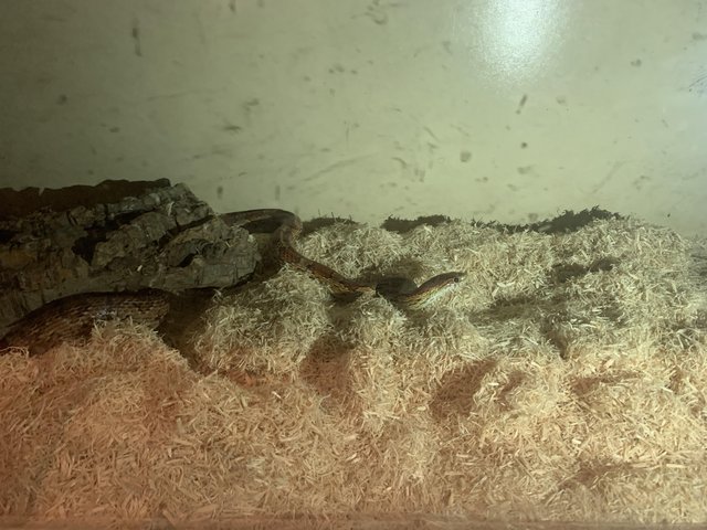 Preview of the first image of Female corn snake (dory).