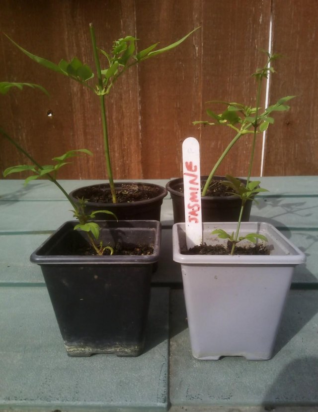 1 x Jasmine ( Clotted Cream ) large Plant for sale £13 — photo 2 of 2
