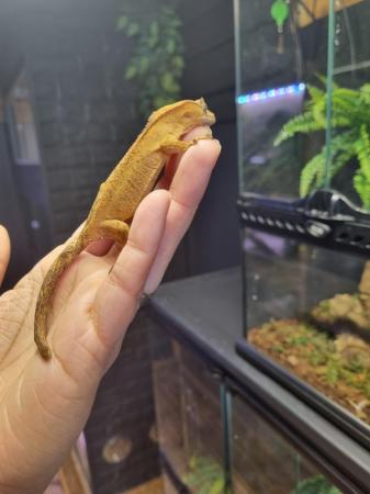 Image 9 of OMG Stunning Yellow Crested Gecko