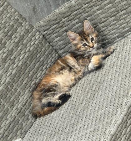 Image 6 of Maine Coon kittens Ginger, Calico, tortoiseshell Ready Now!