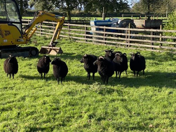 Image 2 of Hebridean ewe lambs for sale