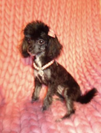 Image 5 of XXXXXXXS Micro Tiny Toy Poodle Girl Puppy 9 months old