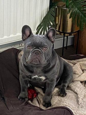 Image 2 of MAVERICK solid lilac a/a health tested french bulldog stud