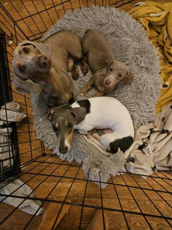 Image 9 of *1 Girl Left* Miniature Dachshund Puppies
