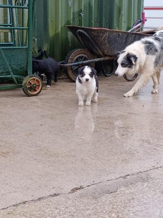 Image 4 of Border collie puppies farm reared