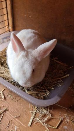 Image 2 of Small Friendly Female Rabbit