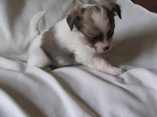 Image 2 of Beautiful Pomchi puppies for sale
