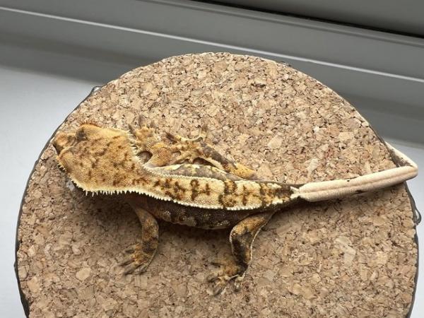 Image 5 of Crested Gecko hold back release.
