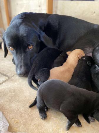 Image 5 of KC reg black lab puppies