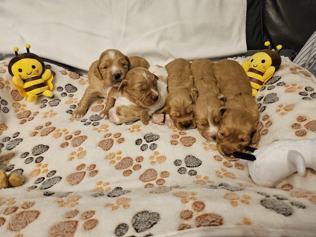 Preview of the first image of Working cocker spaniel puppies.