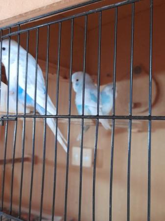 Image 5 of Beautiful baby budgies ready for rehoming