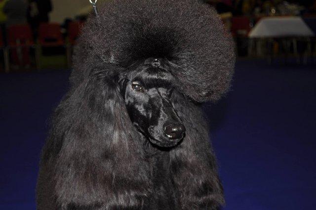 Image 8 of Standard poodle black boy Volgarus Lock'N Key
