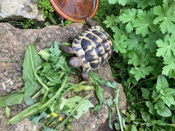 Image 4 of 4 year old male Hermanns tortoise