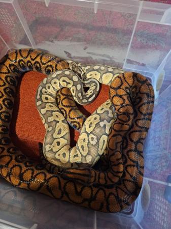 Image 3 of Pastave Special Royal Python snake