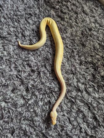 Image 4 of Male albino spider royal python