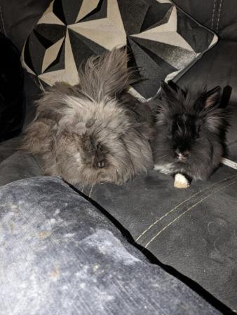 Image 4 of Male and female double main lion head rabbits