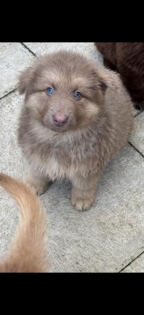 Image 7 of Beautiful chunky coloured GSD pups