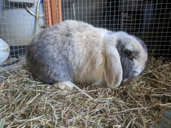 Image 3 of Friendly lop eared rabbits