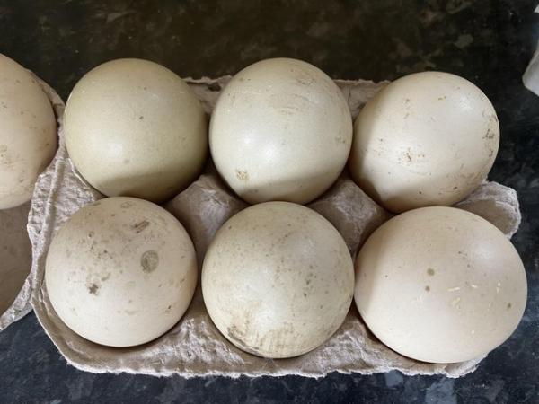 Image 2 of Muscovy Duck Hatching Eggs