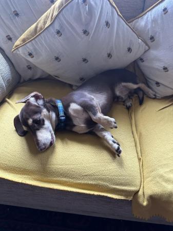 Image 12 of One year old miniature dachshund boy