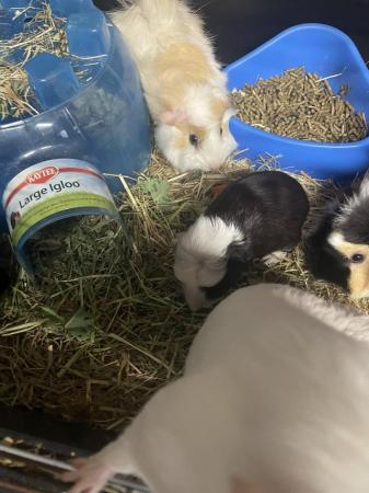 Image 6 of Young guinea pigs for sale. Boars and sows.