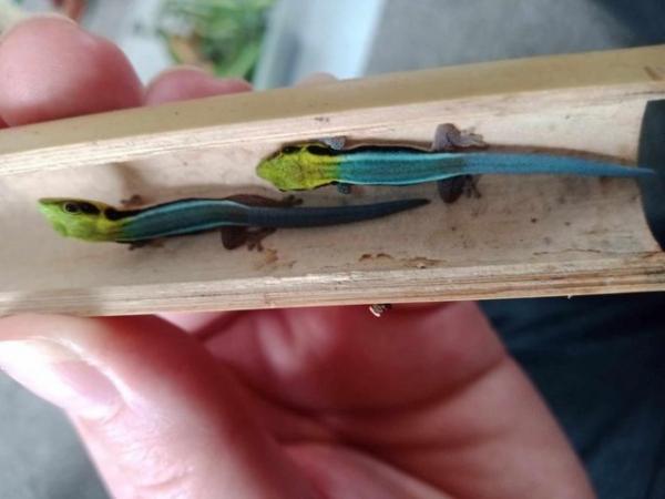 Image 2 of Phelsuma klemmeri/ Neon Day Gecko for sale