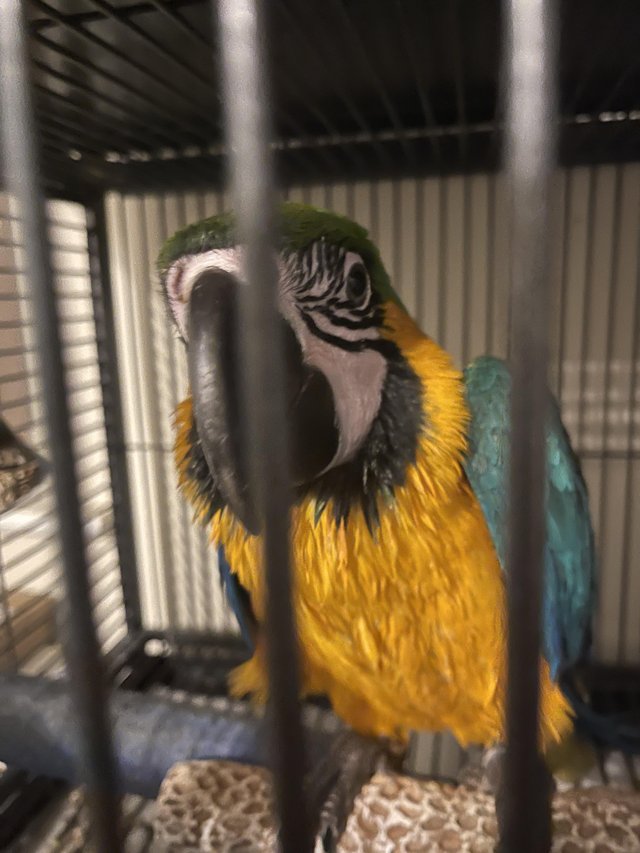 Preview of the first image of Super Tame Baby Blue & Gold Macaws.