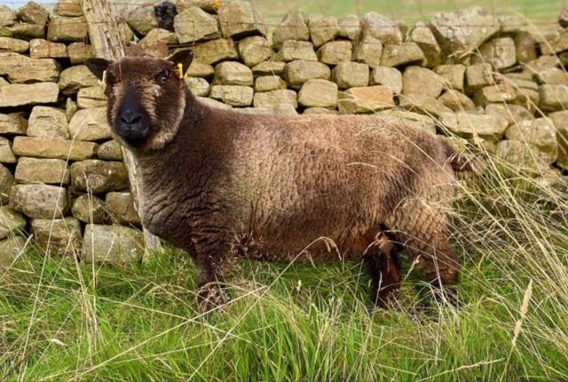 Image 2 of Ryeland and coloured Ryeland ewes - top bloodlines