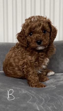 Image 23 of Gorgeous,Deep Red,Health tested Cavapoo pups