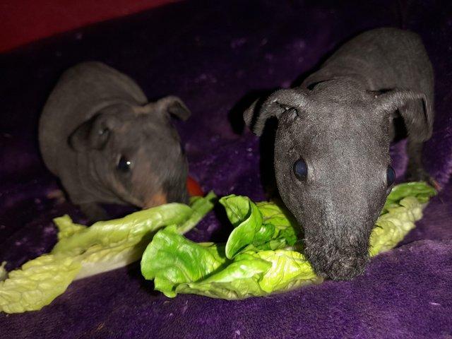 Preview of the first image of Beautiful skinny boars (brothers) born 11/6/24.