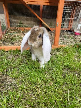 Image 6 of Giant full pedigree French lop baby rabbits