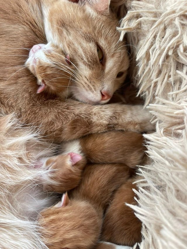 Preview of the first image of GINGER Kittens born ready in early August for new homes.