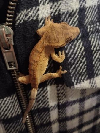 Image 2 of Crested Gecko for sale to good home