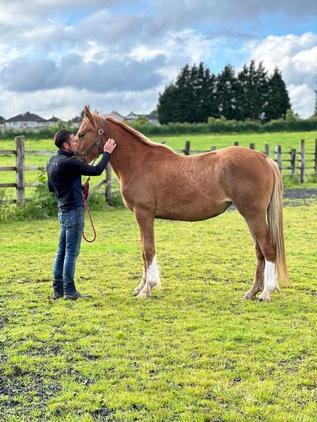 Preview of the first image of Irish Draught 2 Years Old Good Stamp Of A Filly - 16hh.