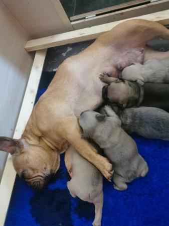 Image 8 of KC Registered French Bulldog Puppies 2 left