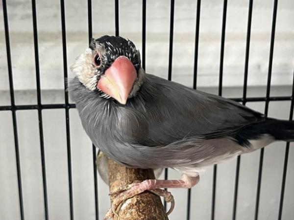 Image 1 of Baby male Java sparrow for sale