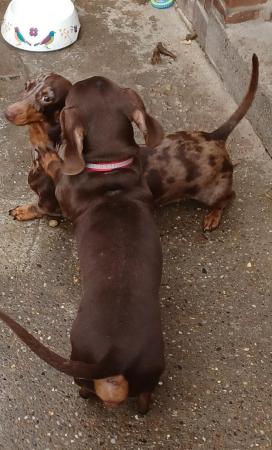 Poodle puppies for sale in Lincoln, Lincolnshire – 3 years old - Image 4 of 5