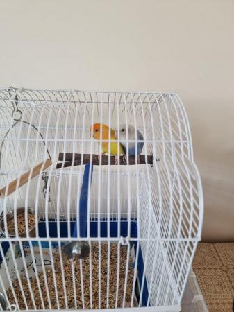 Image 4 of Pair of Lovebirds for Sale