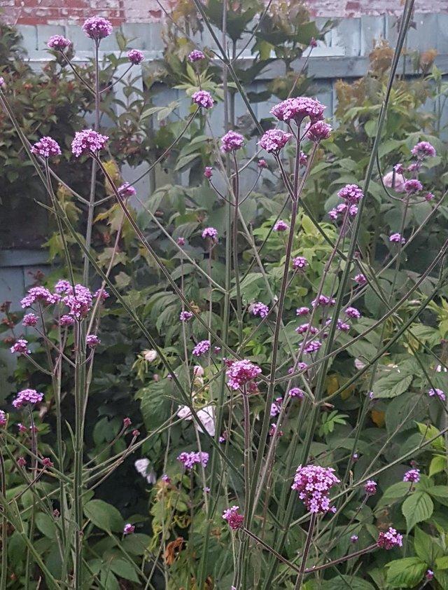 Preview of the first image of BUTTERFLY AND BEE WONDERFUL Tall purple Verbena Bonariensis.
