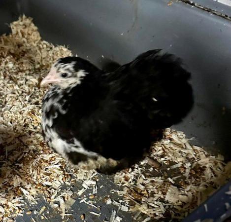 Image 8 of Silkie hens due to lay- other hens available pekins etc