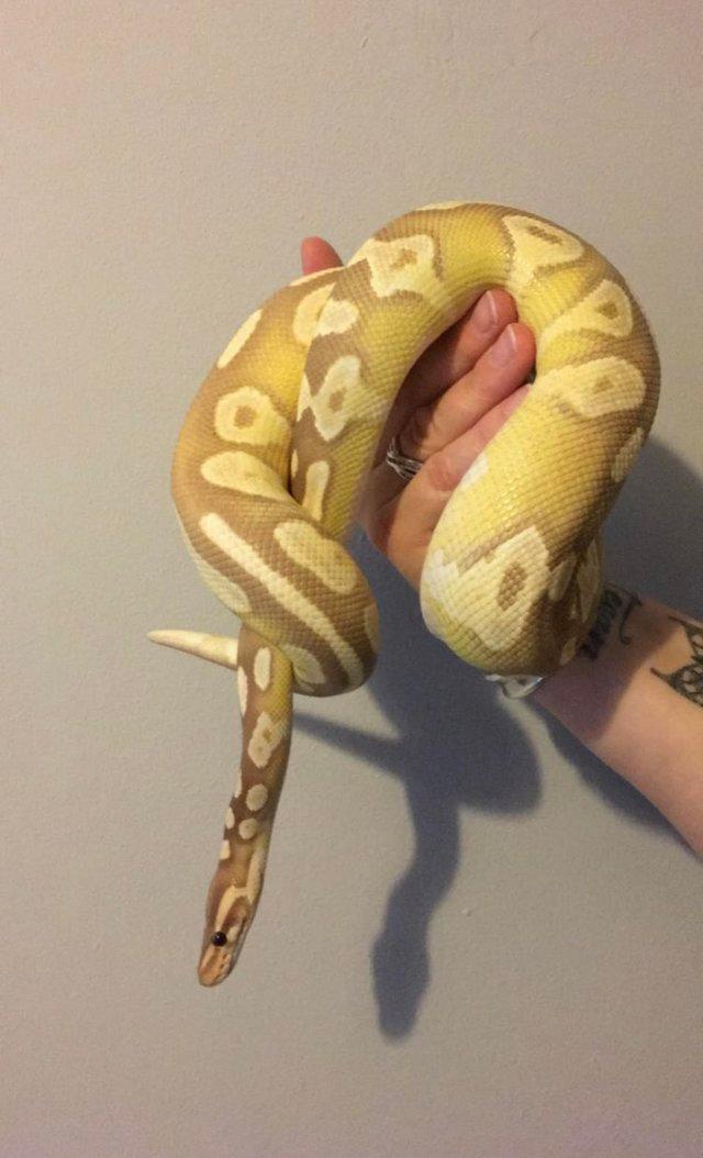 Preview of the first image of Male royal/ball python for sale!.