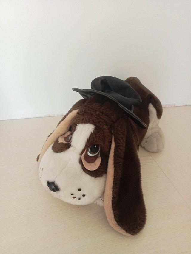 Adorable Hound dog puppy — Pets & Animals in Braintree