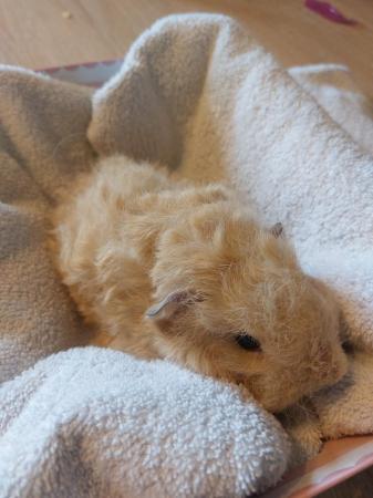 Image 3 of Texel baby guineapig male